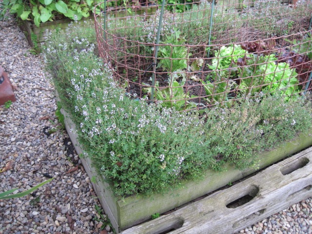 thyme1