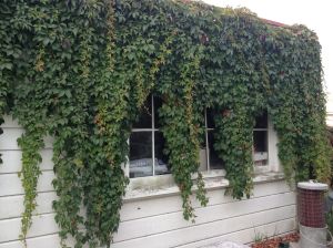 Another example of borrowed landscape - this vine originates two houses away in an overgrown back yard - but for how long?