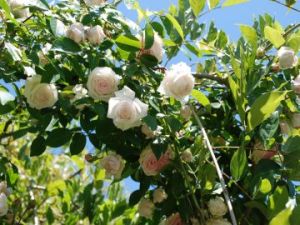 Souvenir de la Malmaison